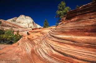 Zion Wave Rock-3959.jpg Zion Wave Rock-3959.jpg